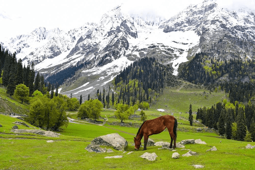 BUSSINESS NAME: Kashmir Tour package / Denizen Holidays | Kashmir Trip package| Best tour operator Address: Naseem bagh, M.E.T Rd, Sopore, New Light Colony, Jammu and Kashmir 193201. DISCRITION: "Discover the enchanting beauty of Kashmir with Denizen Holidays, the leading travel agent in Sopore, Jammu, and Kashmir. We specialize in tours, hill stations, holiday homes, and transportation services, striving to create extraordinary experiences that will leave you in awe. Immerse yourself in the heavenly splendor of this destination with scenic houseboat rentals and curated tours. Enjoy the authentic flavors of Kashmir at our restaurant. Trust Denizen Holidays to turn your dream vacation into a reality. Book now and unlock the captivating wonders of Kashmir!" www.kashmirtourpackage.co CELL NUMBER: 9906250867 KEYWORDS: kashmir travel package Kashmir trip package Kashmir tour package Cheaps tour package Jammu and Kashmir tour package Kashmir Valley best place to visit best time to visit Kashmir best tour package for Kashmir Kashmir tour package Delhi Kashmir tour packages Full Kashmir tour package Kashmir tour package from Srinagar Kashmir tour package from Delhi Kashmir tour package from Kolkata Kashmir tour package from Bangalore Kashmir tour package kolkata kashmir tour package cost Kashmir tour packages from Ahmedabad best time to visit Kashmir with family Kashmir tour packages veena world Kashmir tour package from Kerala Kashmir tour guide Kashmir tour package from Mumbai Kashmir tour package from Hyderabad Kashmir tour package surat is October a good time to visit Kashmir is March good time to visit Kashmir April kashmir tour package Kashmir tour package from katra Ladakh Kashmir tour package Kashmir tour packages from kerala kashmir tour packages from mumbai with price kashmir tour package ahmedabad best time to visit kashmir for honeymoon how many days required for kashmir trip irctc kashmir tour package 2024 irctc kashmir tour package 2025 kashmir tour package 6 nights 7 days KEY WORDS FOR LEH • Leh tour package • Leh Ladakh tour package • Leh Ladakh package from Delhi • Leh tour package 2025 • Budget Leh Ladakh tour package • Leh holiday package • Leh adventure tour package • Leh Ladakh family tour • Leh honeymoon package • Leh tour package for couples • Leh sightseeing package • Leh Ladakh package from Mumbai • Leh group tour package • Leh tour package with airfare • Best Leh Ladakh tour packages • Leh trip package • Leh Ladakh road trip package • Leh Ladakh luxury tour package • Leh Ladakh tour package with Pangong Lake • Leh Ladakh bike tour package • Leh package with Nubra Valley • Leh Ladakh trekking package • Ladakh tour package from Bangalore • Leh and Ladakh tour itinerary • Leh travel package with sightseeing