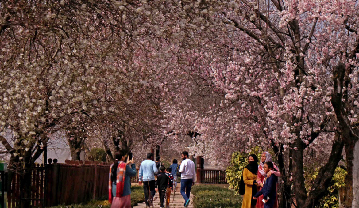 Badamwari Kashmir Tour Package DENIZEN HOLIDAYS Badamwari: Kashmir's Blossoming Almond Orchard | A Spring Spectacle (Abstract): Witness the magic of spring in Kashmir at Badamwari, Srinagar's iconic almond blossom garden. Plan your perfect spring getaway with our exclusive Kashmir Tour Packages. Book now!) A Riot of Pink and White: Welcome to Badamwari Imagine a carpet of delicate pink and white petals underfoot, the air filled with the gentle hum of bees and the sweet, intoxicating fragrance of almond blossoms. This isn’t a scene from a fairy tale; this is Badamwari in Srinagar, Kashmir, and every spring. A historic garden perched on the Koh-e-Maran hill, Badamwari is the valley’s most spectacular herald of spring, a sight that rejuvenates the soul and captivates every visitor . For centuries, this garden has been the heart of Kashmiri culture, a place where families and friends gather to celebrate the end of the harsh winter. The name ‘Badamwari’ itself translates to ‘Almond Garden,’ and for a few precious weeks between late March and early April, it transforms into a breathtaking canvas of nature . Experiencing the Magic of Badamwari A visit to Badamwari is more than just a sightseeing trip; it’s an experience. As you stroll through the pathways lined with ancient almond trees, you’ll see locals enjoying picnics on the lush green grass, children playing, and artists trying to capture the beauty on their canvases. It’s a celebration of life and renewal. The garden also holds a historic significance, believed to be the setting for many legendary Kashmiri folktales. The ambience is perfect for photography, quiet contemplation, or simply soaking in the serene and joyful atmosphere . It’s a must-visit destination that complements the other famed attractions of Kashmir, making it an ideal addition to any Kashmir Tour Package. Plan Your Spring Escape to Kashmir Whether you are looking for a romantic Honeymoon Tour amidst the flowers, a fun-filled getaway with Family Trips, or a memorable Get-together Trip packages with friends, a spring visit to Kashmir is incomplete without witnessing the glory of Badamwari. At DENIZEN HOLIDAYS, we specialise in crafting personalised itineraries that include this seasonal wonder. Our Kashmir Trip Package ensures you don’t miss this ephemeral beauty while also exploring Dal Lake, Mughal Gardens, Gulmarg, and Pahalgam. Ready to walk through a blossom-filled paradise? Visit us at www.kashmirtourpackage.co or connect with us directly on WhatsApp at 9906250867 to book your spring holiday today! Badamwari Q&A: Everything You Need to Know Q: What is the best time to visit Badamwari? A: The almond trees are in full bloom for a short window of time, typically from the last week of March to the second week of April. The exact timing can vary slightly each year based on weather conditions. Q: Is Badamwari suitable for all types of travelers? A: Absolutely! Its flat, well-maintained paths are easy for seniors and children to navigate. The picturesque setting is perfect for Honeymoon Tour couples, and the spacious lawns are great for Family Trips and Get-together Trip packages. Q: How do I include Badamwari in my Kashmir itinerary? A: It’s easily accessible in Srinagar and can be visited in half a day. It pairs perfectly with a visit to the nearby Shankaracharya Temple. The best way to include it is by choosing a flexible Kashmir Tour Package that allows for seasonal attractions. Q: Are there any festivals held here? A: Yes! The government often organizes an annual ‘Badamwari Festival’ during the bloom, featuring cultural programs, music, and local handicraft stalls, adding to the festive vibe. Q: Why should I book with you? A: We offer curated Kashmir Trip Package deals that ensure a seamless experience. We monitor the bloom status closely and advise our clients on the perfect travel dates to witness this miracle of nature.