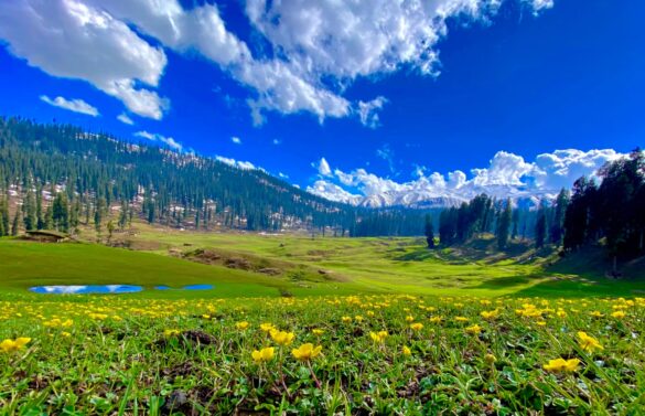 Explore enchanting Kashmir with Denizen Holidays - your sanctuary for bespoke tour packages in Jammu and Kashmir! Specialising in crafting unforgettable trips, our agency offers picturesque hill stations, cosy holiday homes, and personalised experiences that showcase the essence of Kashmir. From mesmerising attractions to Kashmiri restaurants and seamless transportation, we cover it all. Experience the serene waters with our unique houseboat rentals and choose from honeymoon getaways to family adventures. Book your dream trip package from Delhi or opt for our immersive 4-night, 5-day itinerary. Let Denizen Holidays bring your Kashmir travel dreams to life! "Discover the enchanting beauty of Kashmir with Denizen Holidays, the leading travel agent in Sopore, Jammu, and Kashmir. We specialise in tours, hill stations, holiday homes, and transportation services, striving to create extraordinary experiences that will leave you in awe. Immerse yourself in the heavenly splendour of this destination with scenic houseboat rentals and curated tours. Enjoy the authentic flavours of Kashmir at our restaurant. Trust Denizen Holidays to turn your dream vacation into a reality. Book now and unlock the captivating wonders of Kashmir!"
