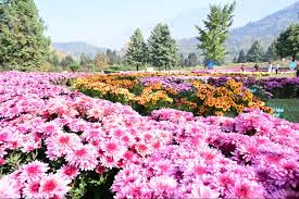 Kashmir Witnesses First-Ever Autumn Flower Bloom The Grand Chrysanthemum Garden at Srinagar’s Botanical Garden BUSINESS NAME: Kashmir Tour package | Denizen Holidays | Local tour operator Kashmir| Best Travel Agency in Jammu & Kashmir Naseem Bagh, M.E.T. Rd, Sopore, New Light Colony, Jammu and Kashmir 193201. DESCRIPTION: "Explore enchanting Kashmir with Denizen Holidays - your sanctuary for bespoke tour packages in Jammu and Kashmir! Specialising in crafting unforgettable trips, our agency offers picturesque hill stations, cosy holiday homes, and personalised experiences that showcase the essence of Kashmir. From mesmerising attractions to Kashmiri restaurants and seamless transportation, we cover it all. Experience the serene waters with our unique houseboat rentals and choose from honeymoon getaways to family adventures. Book your dream trip package from Delhi or opt for our immersive 4-night, 5-day itinerary. Let Denizen Holidays bring your Kashmir travel dreams to life! "Discover the enchanting beauty of Kashmir with Denizen Holidays, the leading travel agent in Sopore, Jammu, and Kashmir. We specialise in tours, hill stations, holiday homes, and transportation services, striving to create extraordinary experiences that will leave you in awe. Immerse yourself in the heavenly splendour of this destination with scenic houseboat rentals and curated tours. Enjoy the authentic flavours of Kashmir at our restaurant. Trust Denizen Holidays to turn your dream vacation into a reality. Book now and unlock the captivating wonders of Kashmir!" www.kashmirtourpackage.co CELL NUMBER: 9906250867 KEYWORDS: 1. Primary Keywords: i. Kashmir tour packages from Bangladesh ii. Best family tours in Kashmir iii. Affordable Kashmir honeymoon packages iv. Srinagar-Gulmarg-Pahalgam itinerary 2. Long-Tail Keywords: i. Kashmir houseboat booking tips ii. Skiing in Gulmarg December prices iii. Amarnath Yatra tour package with helicopter 3. Other Key words: 4. Tour operator in Srinagar 5. Kashmir travel agency near me 6. Kashmir to Srinagar 7. Kashmir holiday package 8. Srinagar to Kashmir 9. Pahalgam in Kashmir 10. Srinagar to Pahalgam 11. Kashmir to Gulmarg 12. Srinagar to Gulmarg 13. Package for Kashmir 14. Kashmir tourism packages 15. Kashmir Travel Package 16. Kashmir trip package 17. Kashmir tour package 18. Cheap Tour Package 19. Jammu and Kashmir tour package 20. Kashmir leh 21. Zanskar, Jammu and Kashmir 22. Sonmarg in Kashmir 23. Kashmir tourism places 24. Kashmir travel places 25. Kashmir Valley is the best place to visit 26. Best time to visit Kashmir 27. Best tour package for Kashmir 28. Kashmir tour package from Delhi 29. Kashmir tour packages 30. Full Kashmir tour package 31. Kashmir tour spot 32. Kashmir travelling places 33. Places to visit in Kashmir 34. Kashmir tour package from Srinagar 35. Kashmir tour package from Delhi 36. Kashmir tour package from Kolkata 37. Kashmir tour package from Bangalore 38. Kashmir tour package Kolkata 39. Kashmir tour package cost 40. Kashmir tour packages from Ahmedabad 41. Best time to visit Kashmir with family 42. Veena World 43. Kashmir tour package from Kerala 44. Kashmir tour guide 45. Kashmir tour package from Mumbai 46. Kashmir tour package from Hyderabad 47. Kashmir tour package Surat 48. Is October a good time to visit Kashmir? 49. Is March good time to visit Kashmir? 50. April Kashmir tour package 51. Kashmir tour package from katra 52. Ladakh Kashmir tour package 53. Kashmir tour packages from kerala 54. Kashmir tour packages from mumbai with price 55. Kashmir tour package Ahmedabad 56. Best time to visit Kashmir for a honeymoon 57. How many days are required for the Kashmir Trip? 58. IRCTC Kashmir tour package 2024 59. IRCTC Kashmir tour package 2025 60. Kashmir tour package 6 nights 7 days 61. Kashmir tourist locations 62. Tourist attractions in Kashmir 63. Places to see in Srinagar, Kashmir, India 64. Tourist destinations in Kashmir 65. Kashmir places to go KEY WORDS FOR LEH a. Leh tour package b. Leh tour package c. Leh Ladakh tour package d. Leh Ladakh package from Delhi e. Leh tour package 2025 f. Budget Leh Ladakh tour package g. Leh holiday package h. Leh adventure tour package i. Leh Ladakh family tour j. Leh honeymoon package k. Leh tour package for couples l. Leh sightseeing package m. Leh Ladakh package from Mumbai n. Leh group tour package o. Leh tour package with airfare p. Best Leh Ladakh tour packages q. Leh trip package r. Leh Ladakh road trip package s. Leh Ladakh luxury tour package t. Leh Ladakh tour package with Pangong Lake u. Leh Ladakh bike tour package v. Leh package with Nubra Valley w. Leh Ladakh trekking package x. Ladakh tour package from Bangalore y. Leh and Ladakh tour itinerary z. Leh travel package with sightseeing What are the best Kashmir tour packages? Top-rated Kashmir travel packages for couples/families? Best time to book a Kashmir tour package? Affordable Kashmir tour deals this year