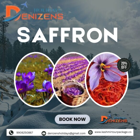 The Golden Bloom: A Journey into Kashmir's Saffron Valley with Denizen Holidays Abstract: Witness the golden harvest in Pampore! Our blog explores the magic of Saffron Bloom in Kashmir. Book your exclusive Kashmir Tour Package with Denizen Holidays for an unforgettable experience. An Introduction to Autumn’s Purple & Gold Tapestry When you think of Kashmir, you likely envision the serene Dal Lake, snowy Himalayan peaks, or lush green meadows. But there’s another, more ephemeral spectacle that paints the valley in a breathtaking palette of purple and gold each autumn. From late October to early November, the fields of Pampore, just a short drive from Srinagar, transform into a fragrant sea of violet crocus flowers, each cradling the world’s most precious spice: saffron . This is not just a harvest; it’s a centuries-old cultural ritual, a sensory experience that defines a season. For the discerning traveller, timing your Kashmir Trip Package to coincide with the saffron bloom is a chance to witness a unique agricultural marvel and immerse yourself in the very soul of Kashmiri heritage. At Denizen Holidays, we craft journeys that go beyond the conventional, and a visit to the Saffron Valley is a cornerstone of our authentic autumn itineraries. Pampore: The Heart of Kashmir’s Red Gold Nestled in the Pulwama district, the small town of Pampore is famously known as the “Saffron Town of Kashmir .” The conditions here – the specific soil composition, the crisp autumn climate, and the perfect drainage – are ideal for cultivating the Crocus Sativus flower. The saffron grown here, often called ‘Kashmiri Kesar’ or ‘Red Gold,’ is renowned globally for its deep colour, potent aroma, and high crocin content, making it superior in quality . As part of your Kashmir Tours with Denizen Holidays, a visit to Pampore is a journey into a living tradition. The air is thick with the sweet, floral, and slightly hay-like fragrance of the blossoms—a scent that will linger in your memory long after you’ve returned home. The Magic of the Harvest: A Dawn Ritual The true magic of the saffron bloom unfolds at the crack of dawn. The purple crocus flowers bloom overnight and are at their most vibrant in the early morning light. Local families, often spanning multiple generations, head to their fields before sunrise. Dressed in traditional pherans, they move gracefully between the rows of flowers, their wicker baskets in hand . The process is delicate and painstaking. Each flower is handpicked with immense care to avoid damaging the precious stigma inside. It’s a community event, filled with laughter, shared stories, and songs that have been passed down through the ages. Witnessing this harmonious blend of hard work and joy is a profoundly moving experience, offering a genuine glimpse into the lives of the Kashmiri people . From Flower to Spice: The Art of Saffron Processing Once the baskets are filled with the day’s harvest, the next critical phase begins: separation. The families gather to meticulously pluck the three vivid crimson-red stigmas from the centre of each flower. This is where the spice truly comes to life. It takes approximately 150,000–200,000 flowers to produce just one kilogram of dry saffron, a statistic that truly underscores its value and justifies its title as the world’s most expensive spice . After separation, the saffron threads are carefully dried, either in the gentle warmth of the sun or over low heat. This process intensifies their flavour, colour, and aroma. The sight of these ruby-red threads laid out to dry is as visually stunning as the purple fields themselves. Experiencing the Saffron Valley with Denizen Holidays A standard tour might show you the sights, but a curated Kashmir Tour Package from Denizen Holidays is designed to immerse you in the experience. Here’s what a saffron-themed journey with us can include: • A Guided Walk through the Blooming Fields: Feel the soft earth underfoot and get up close with the flowers, learning about their cultivation from a local guide. • Interaction with Saffron Farmers: Hear firsthand accounts from the farmers who have dedicated their lives to this craft. Understand their challenges and triumphs. • Participate in a Mini-Harvest: With permission, you might even get a chance to try your hand at picking a few flowers or separating the stigmas—an unforgettable, hands-on experience. • Saffron Tasting and Purchasing: Visit a local processing unit or a cooperative. Learn to identify high-quality Kesar and have the opportunity to buy pure, authentic saffron directly from the source, ensuring you get the real treasure of Kashmir. • A Themed Culinary Experience: No visit is complete without tasting the spice. We can arrange for a traditional Wazwan meal or a simple Kahwa where saffron plays a starring role, letting you taste the valley in a cup. Beyond the Fields: Weaving Saffron into Your Kashmir Holiday The saffron experience beautifully complements the other iconic attractions of Kashmir. After your morning in Pampore, your Kashmir Trip Package can continue with: • A serene Shikara ride on Dal Lake, the autumn colours reflecting in the water. • Exploring the majestic Mughal Gardens, still blooming with late-season flowers. • A trip to the Betaab Valley or a peaceful stay in a houseboat on Nigeen Lake. The golden hue of saffron is the perfect metaphor for a Kashmiri autumn—warm, precious, and utterly captivating. Plan Your Golden Escape with Denizen Holidays The window to witness the saffron bloom is brief, making advance planning essential. This is not just a trip; it's an investment in a unique cultural memory. At Denizen Holidays, we specialize in creating bespoke journeys that connect you with the heart of a destination. Let us design the perfect autumn Kashmir Tour Package for you, one that includes the unforgettable spectacle of the Saffron Valley in full bloom. Ready to walk through fields of purple and gold? Visit our website to explore our curated Kashmir Tours: www.kashmirtourpackage.co For immediate assistance and to book your exclusive autumn getaway, message us directly on WhatsApp at 990625086. Let’s unlock the secrets of Kashmir, together. Denizen Holidays – Crafting Unforgettable Journeys
